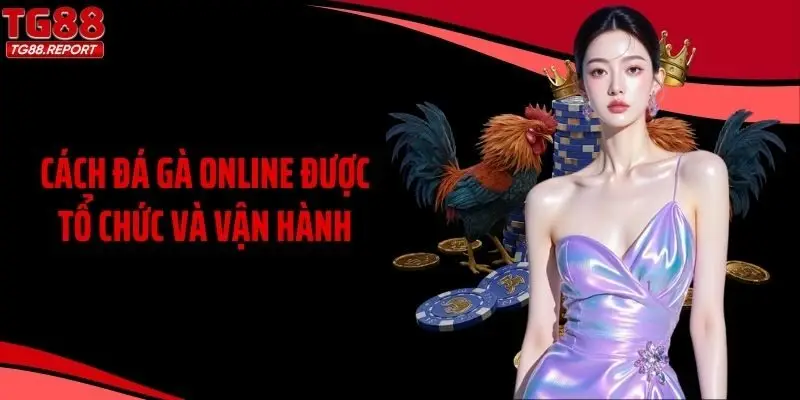 Cách đá gà online được tổ chức và vận hành