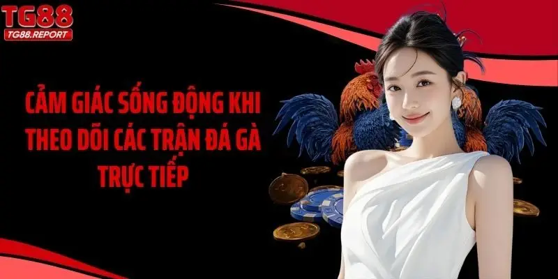 Cảm giác sống động khi theo dõi các trận đá gà trực tiếp