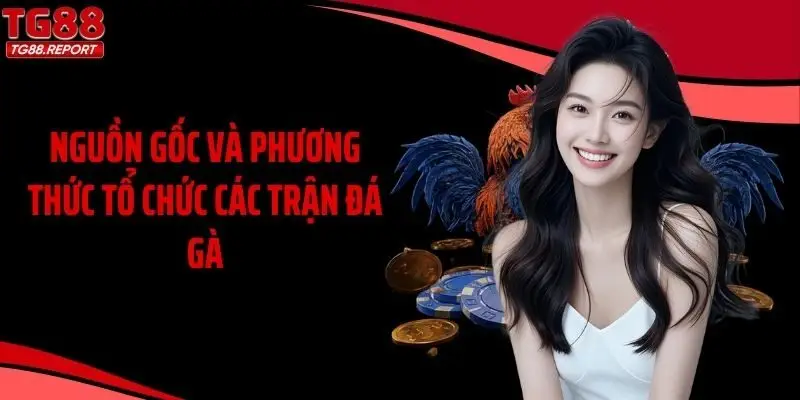 Nguồn gốc và phương thức tổ chức các trận đá gà